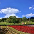 三層崎公園花海