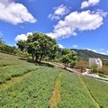 三層崎公園花海