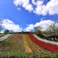 三層崎公園花海