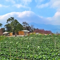 水里阿本農場高麗菜園