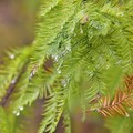 蜊埤湖:落羽松