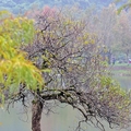 蜊埤湖