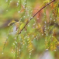 蜊埤湖:落羽松