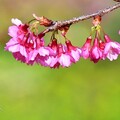 水里阿本農場山櫻