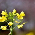 水里阿本農場油菜花