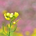 水里阿本農場油菜花