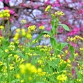 水里阿本農場油菜花