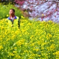 水里阿本農場油菜花