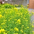 水里阿本農場油菜花