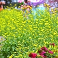 水里阿本農場油菜花