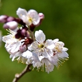 武陵農場櫻桃花