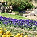 大溝溪親水步道花海