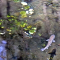 櫻花鉤吻鮭