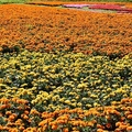 大溝溪親水步道花海