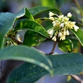 澄霖沉香味道森林館桂花