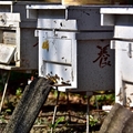 養蜂人家蜂采館:蜂箱