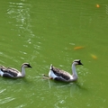 九芎湖鴛鴦池