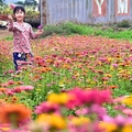 苗栗銅鑼杭菊季:百日草花海