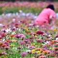 苗栗銅鑼杭菊季:百日草花海