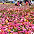 苗栗銅鑼杭菊季:百日草花海