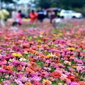 苗栗銅鑼杭菊季:百日草花海