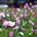 苗栗銅鑼杭菊季:波斯菊花海