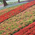 北投三層崎公園花海