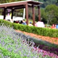 北投三層崎公園花海