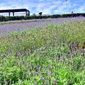 北投三層崎公園花海