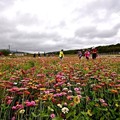 苗栗銅鑼杭菊季:百日草花海