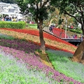 北投三層崎公園花海