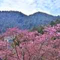 武陵農場櫻花