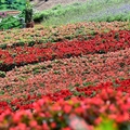 北投三層崎公園花海