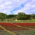 北投三層崎公園花海