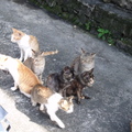 這石屋前有許多貓約有20隻許多人就停下來拍貓