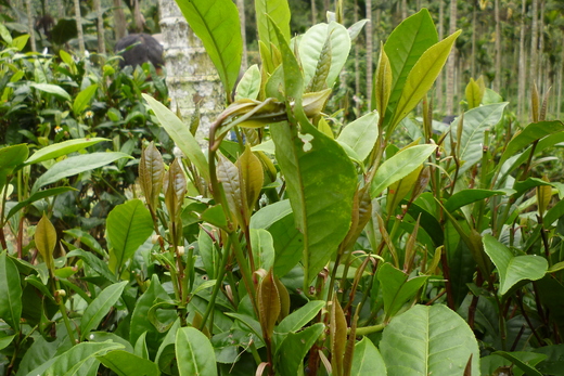 紫芽山茶- 柏盛茗茶的部落格- udn部落格