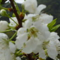 櫻花12