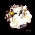 Gardenia - 梔子花