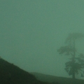 霧裡看樹
