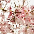 紐西蘭春天開滿了櫻花