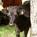 紐西蘭小牛