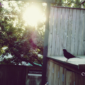紐西蘭黑鳥 