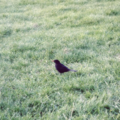 紐西蘭黑鳥 