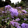 紫花霍香薊 - 2
