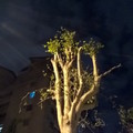 2015年蘇德樂颱風過後的菩提樹(在電腦上看才發現是菩提樹) https://www.youtube.com/watch?v=9lep8qeQoto  這天看了“來自紅花坂”, 