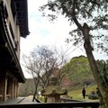台灣百合@緣道觀音廟Yuandao Guanyin Temple - 1