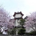 吉野櫻(東方寺)