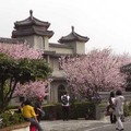吉野櫻(東方寺)