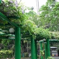 紫藤花(植物園)