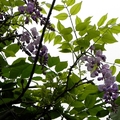 紫藤花(植物園)